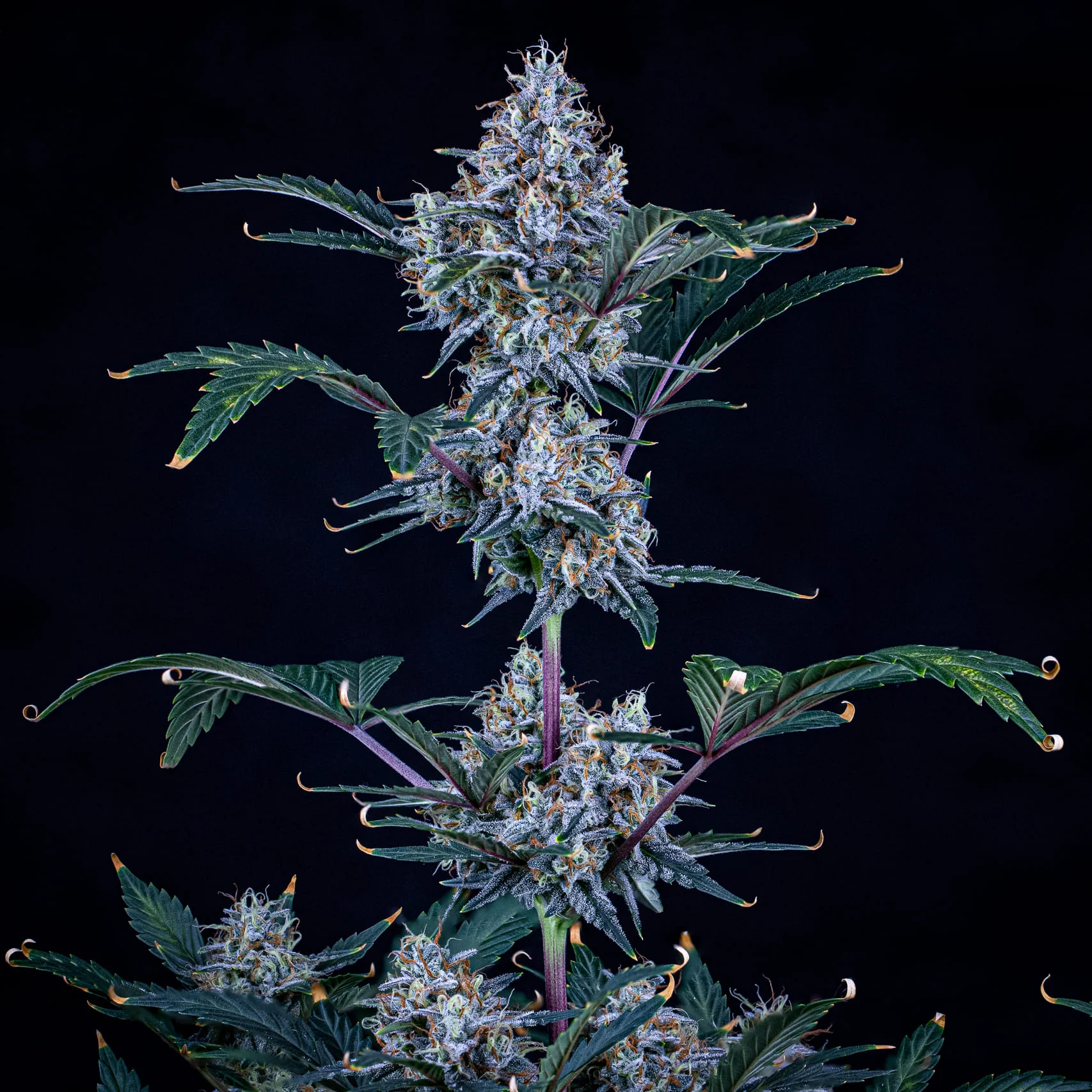 Sundae Thumper - Image 4