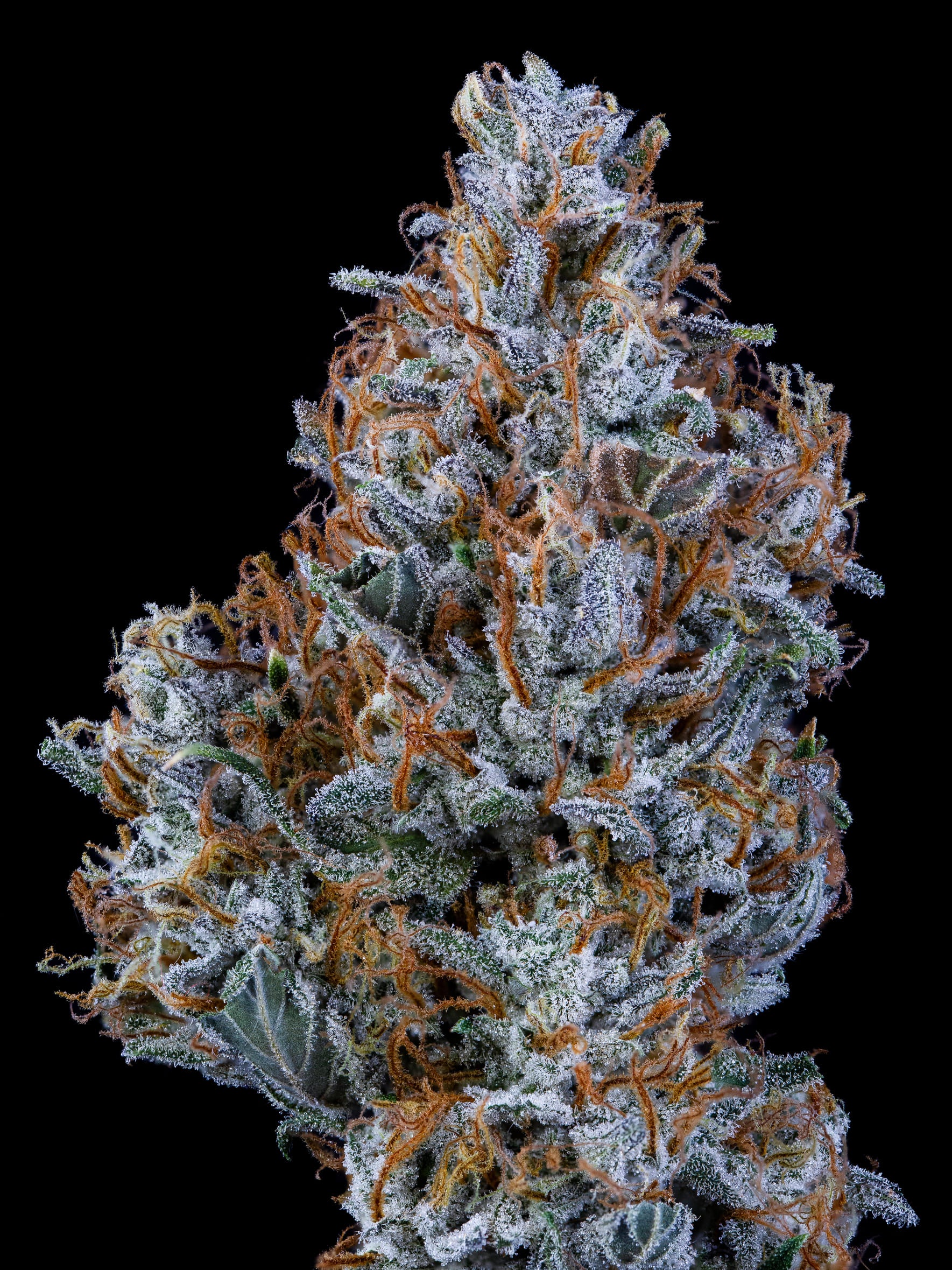 Sundae Thumper - Image 5
