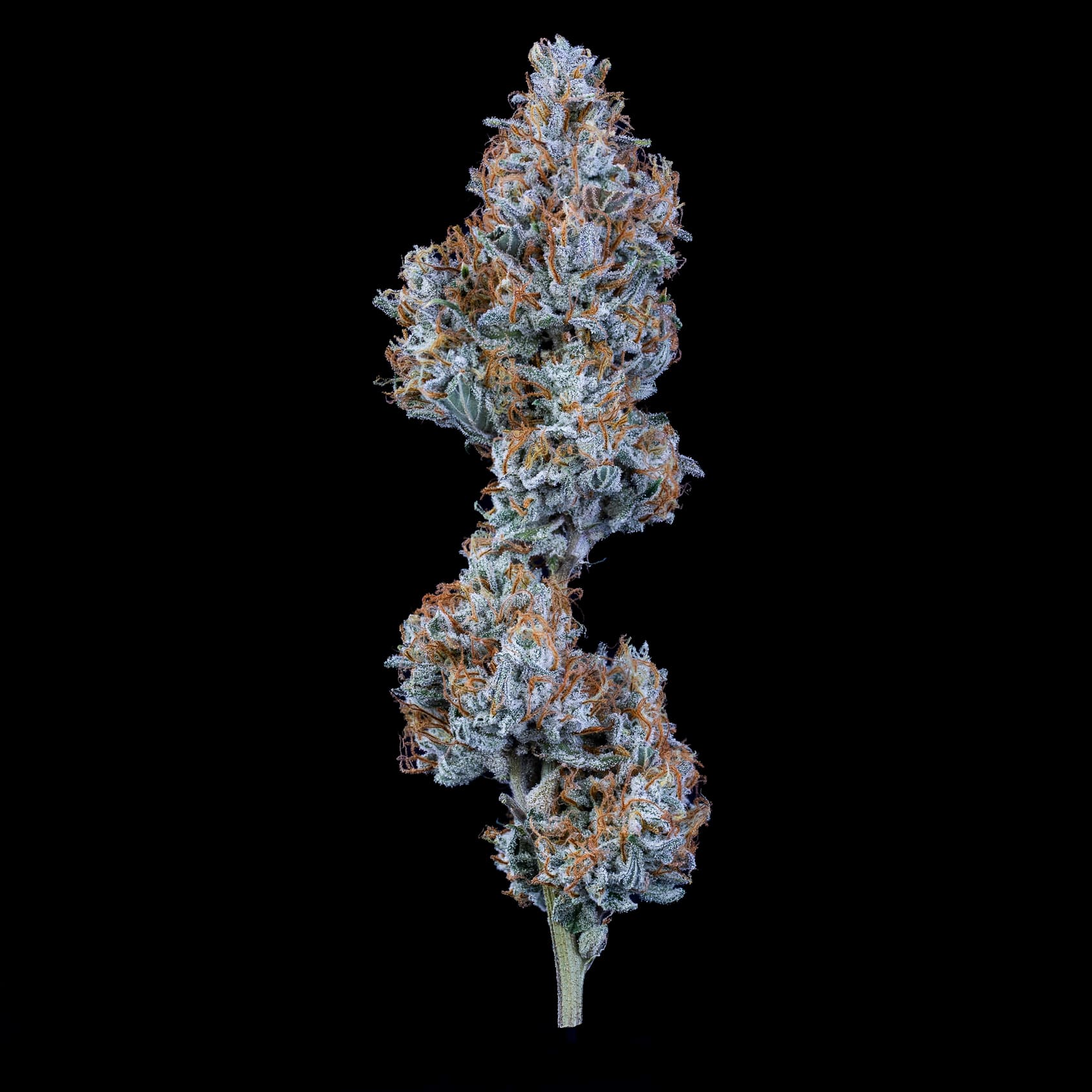 Sundae Thumper - Image 6