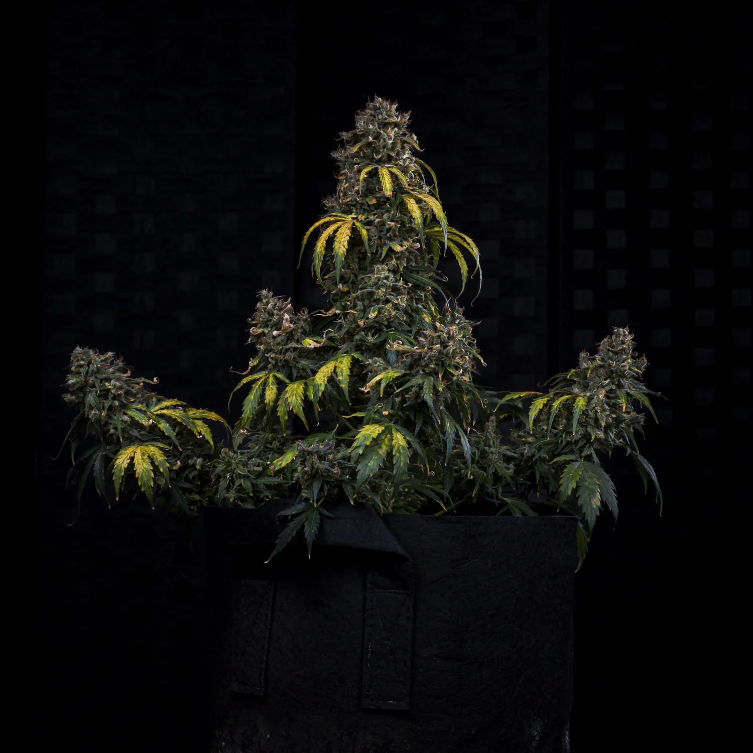 Super Orange Haze - Image 3