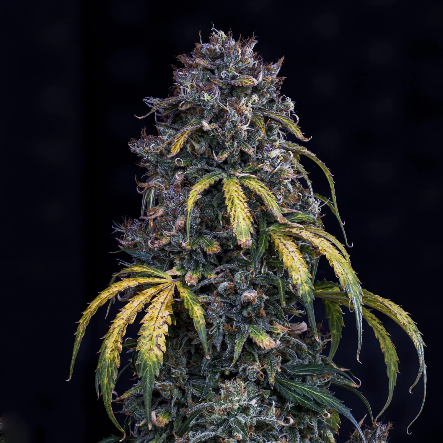 Super Orange Haze - Image 4