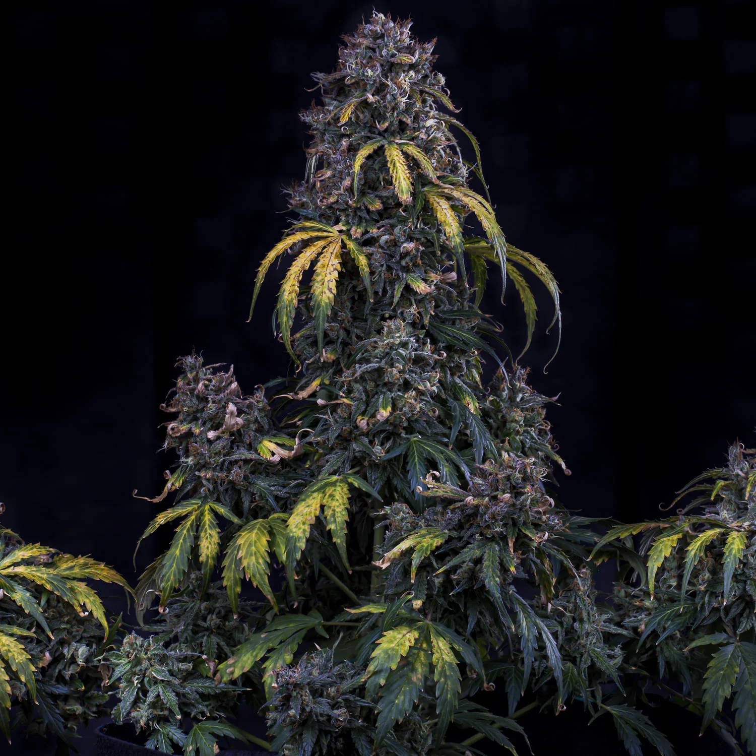 Super Orange Haze - Image 5