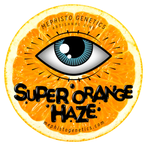 Super Orange Haze - Image 6