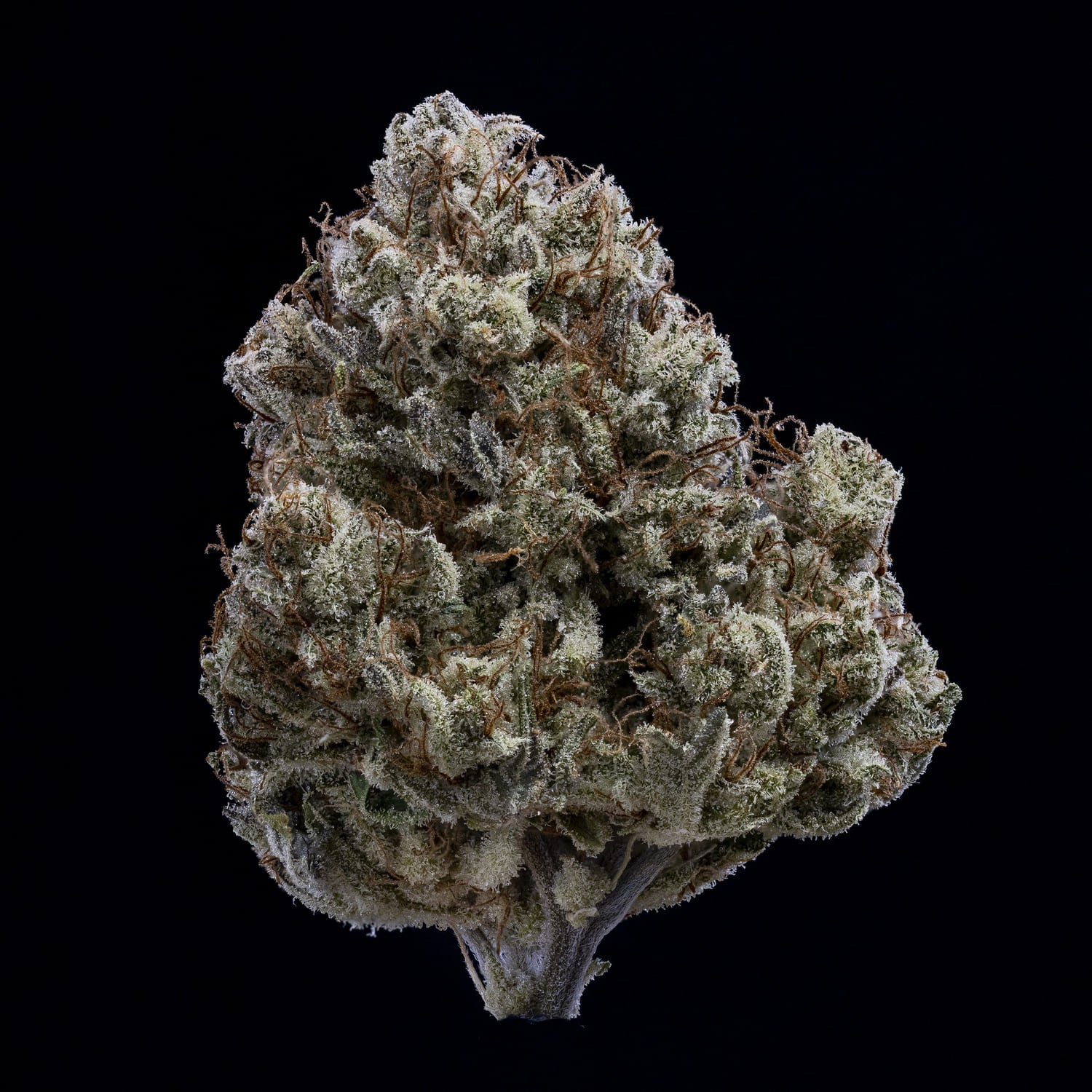 Toofless Alien - Image 7