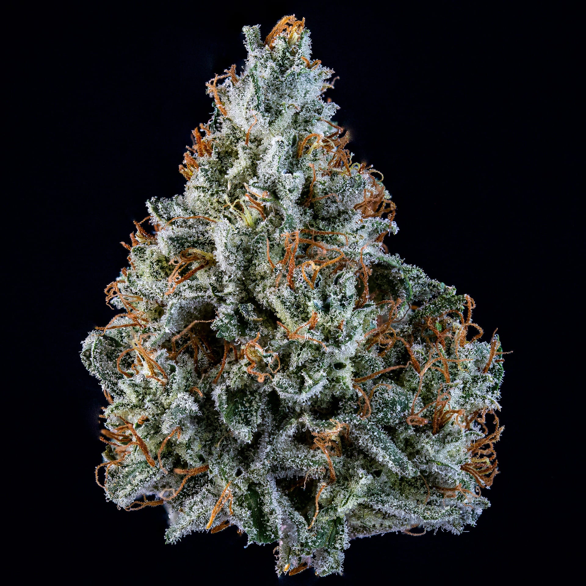 Walter White - Image 3
