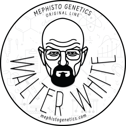 Walter White - Image 4