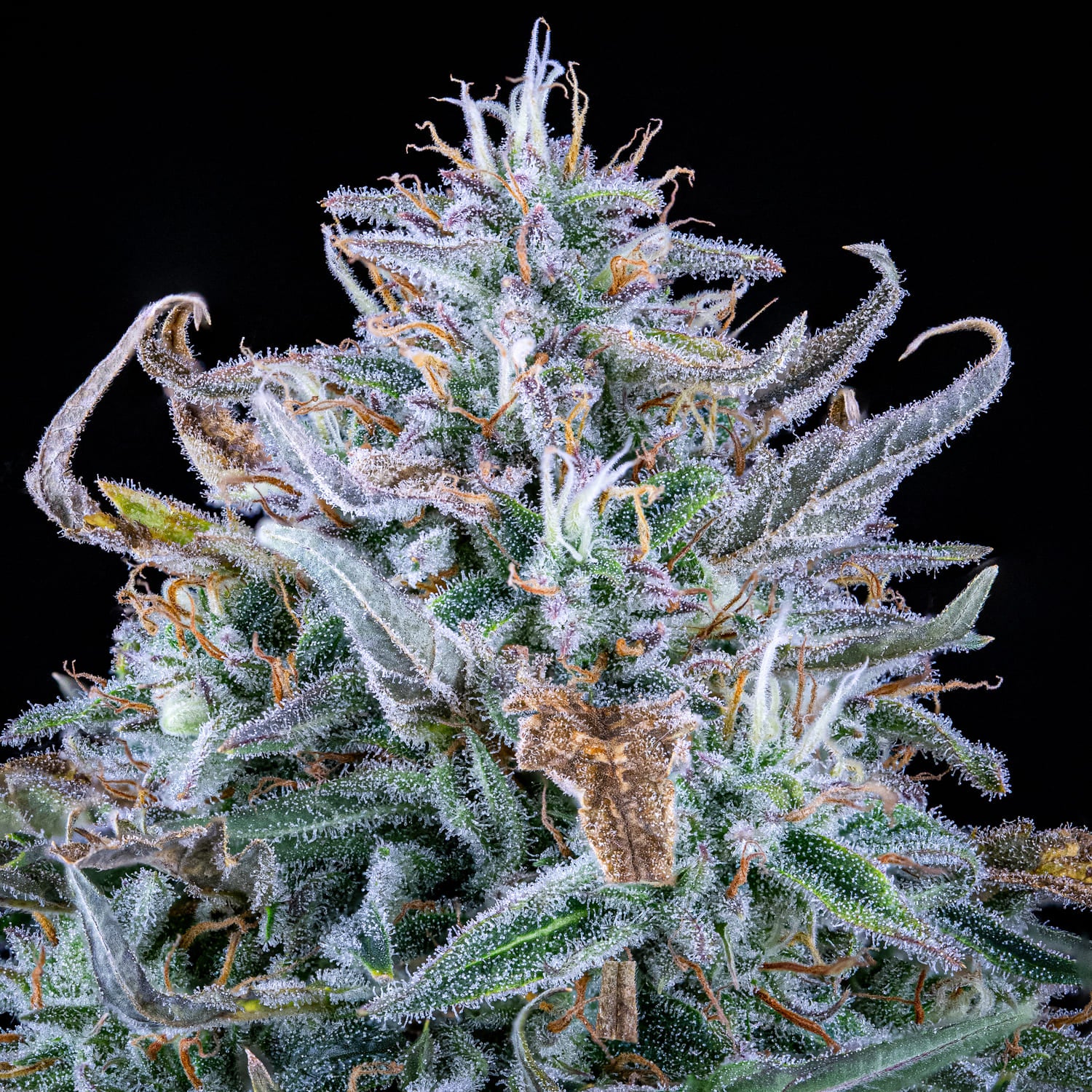 Walter White Bx1 - Image 2