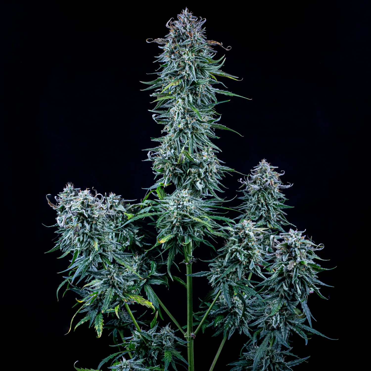Walter White Bx1 - Image 3